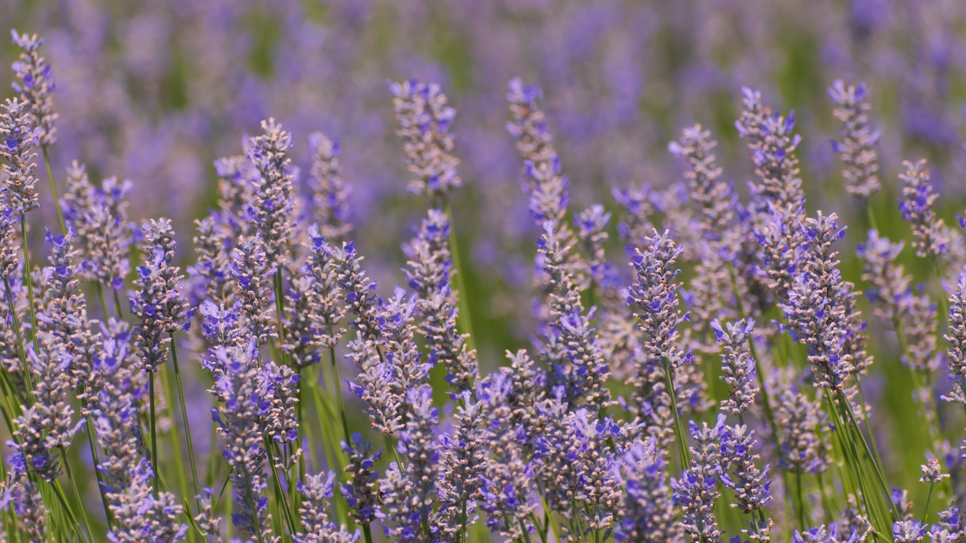 Natural botanical ingredients and herbs