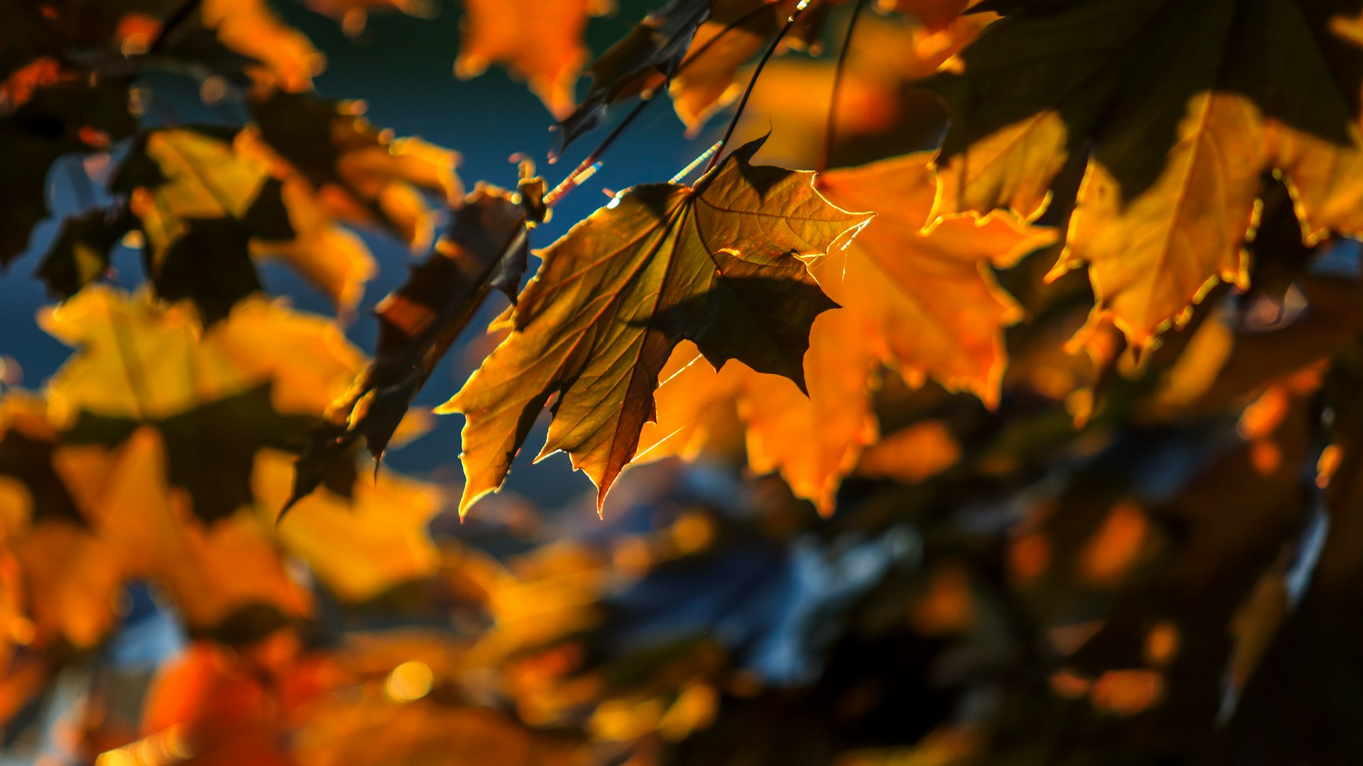 Seasonal beauty collection